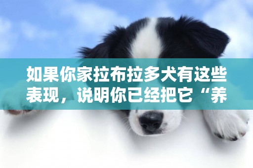 如果你家拉布拉多犬有這些表現，說明你已經把它“養熟了” 