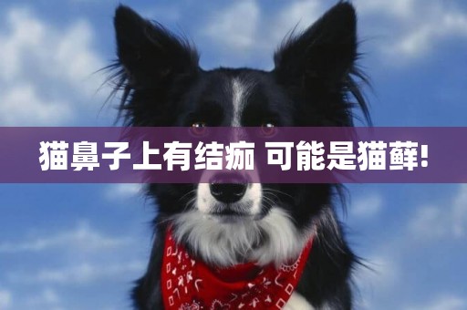 貓鼻子上有結痂 可能是貓蘚!