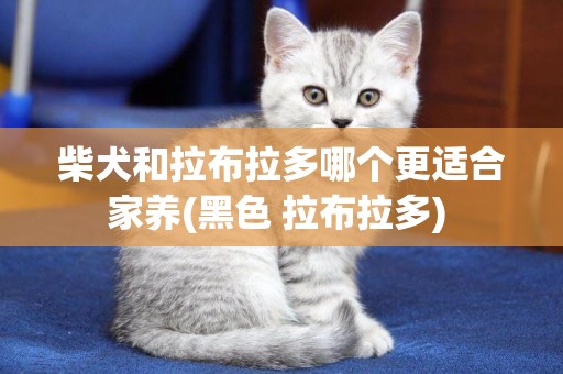 柴犬和拉布拉多哪個更適合家養(黑色 拉布拉多) 