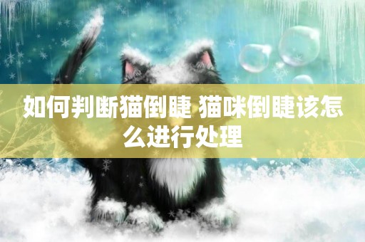 如何判斷貓倒睫 貓咪倒睫該怎么進行處理
