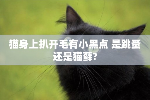 貓身上扒開毛有小黑點 是跳蚤還是貓蘚? 貓身上扒開毛有小黑點 是跳蚤還是貓蘚?