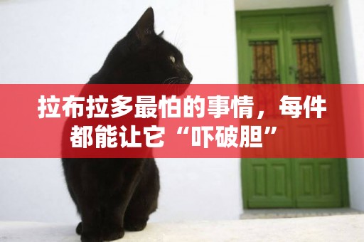 拉布拉多最怕的事情，每件都能讓它“嚇破膽” 