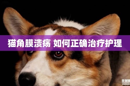 貓角膜潰瘍 如何正確治療護理