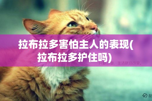 拉布拉多害怕主人的表現(拉布拉多護住嗎) 