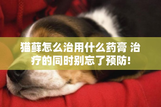 貓蘚怎么治用什么藥膏 治療的同時別忘了預防!