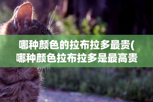 哪種顏色的拉布拉多最貴(哪種顏色拉布拉多是最高貴的) 