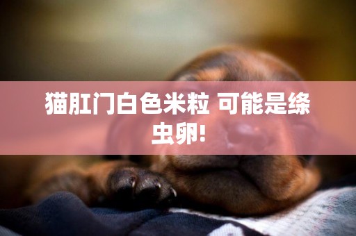 貓肛門白色米粒 可能是絳蟲卵!