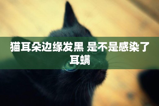 貓耳朵邊緣發黑 是不是感染了耳螨