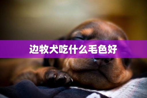 邊牧犬吃什么毛色好