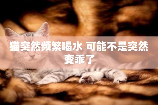 貓突然頻繁喝水 可能不是突然變乖了