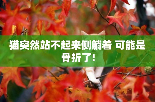 貓突然站不起來側躺著 可能是骨折了! 貓突然站不起來側躺著 可能是骨折了!