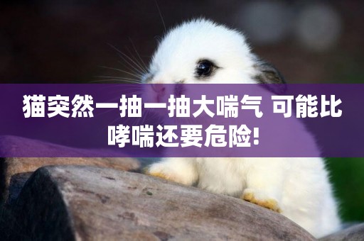 貓突然一抽一抽大喘氣 可能比哮喘還要危險!
