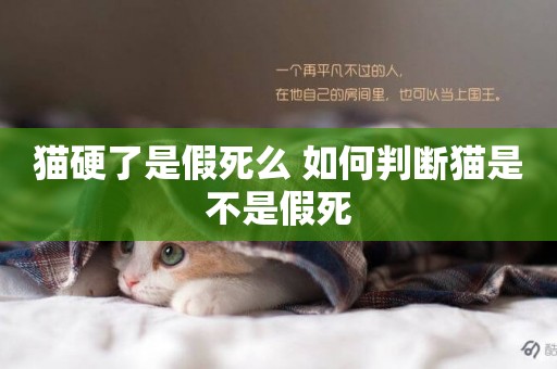 貓硬了是假死么 如何判斷貓是不是假死