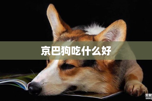 京巴狗吃什么好