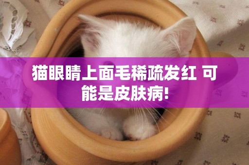 貓眼睛上面毛稀疏發紅 可能是皮膚病!