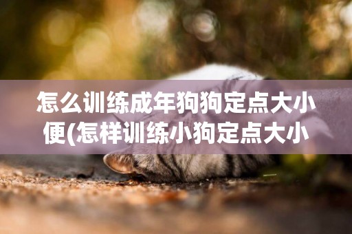 怎么訓練成年狗狗定點大小便(怎樣訓練小狗定點大小便) 