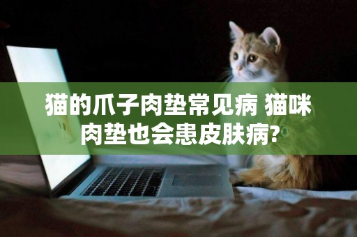 貓的爪子肉墊常見病 貓咪肉墊也會患皮膚病?