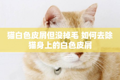 貓白色皮屑但沒掉毛 如何去除貓身上的白色皮屑 貓白色皮屑但沒掉毛 如何去除貓身上的白色皮屑