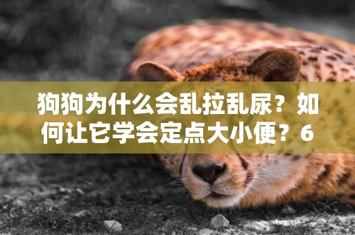 狗狗為什么會亂拉亂尿？如何讓它學會定點大小便？6步訓練就到位 