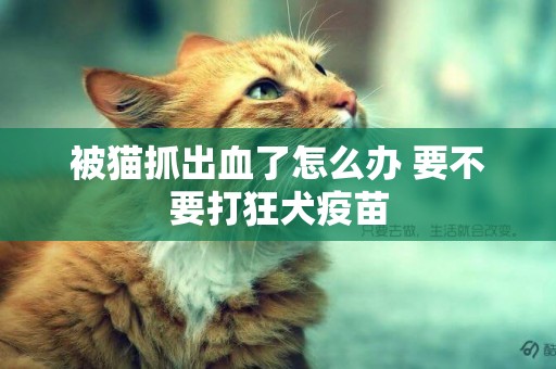 被貓抓出血了怎么辦 要不要打狂犬疫苗
