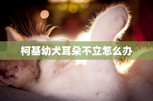 柯基幼犬耳朵不立怎么辦