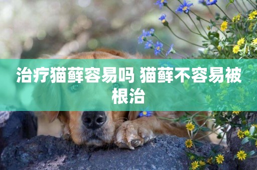 治療貓蘚容易嗎 貓蘚不容易被根治