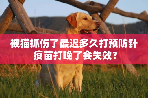 被貓抓傷了最遲多久打預防針 疫苗打晚了會失效？