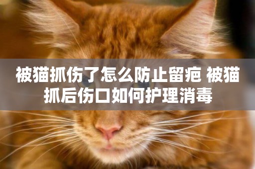 被貓抓傷了怎么防止留疤 被貓抓后傷口如何護理消毒