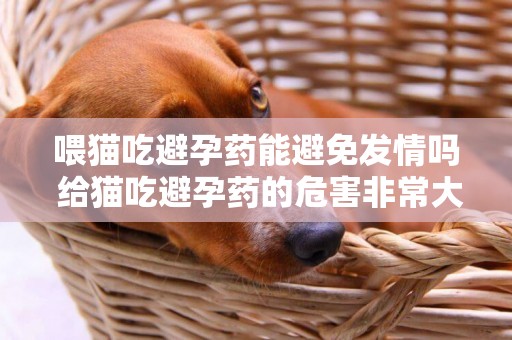 喂貓吃避孕藥能避免發情嗎 給貓吃避孕藥的危害非常大
