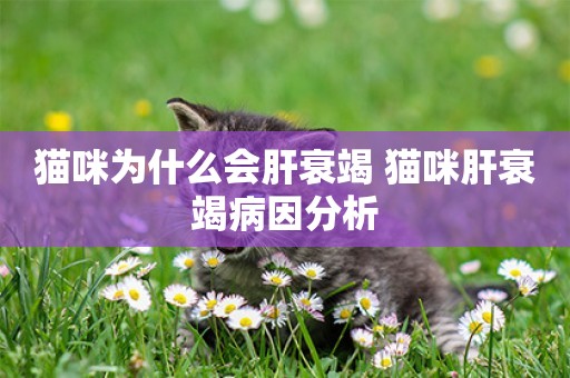 貓咪為什么會肝衰竭 貓咪肝衰竭病因分析