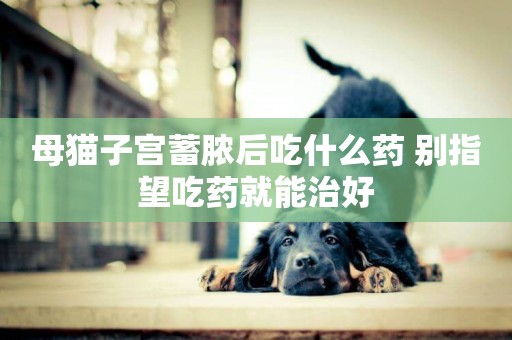 母貓子宮蓄膿后吃什么藥 別指望吃藥就能治好