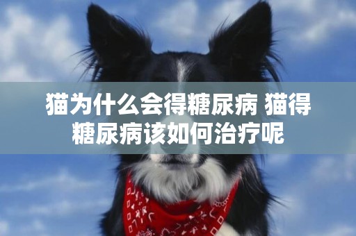 貓為什么會得糖尿病 貓得糖尿病該如何治療呢