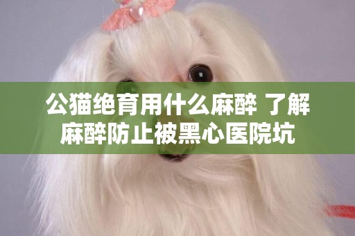 公貓絕育用什么麻醉 了解麻醉防止被黑心醫院坑