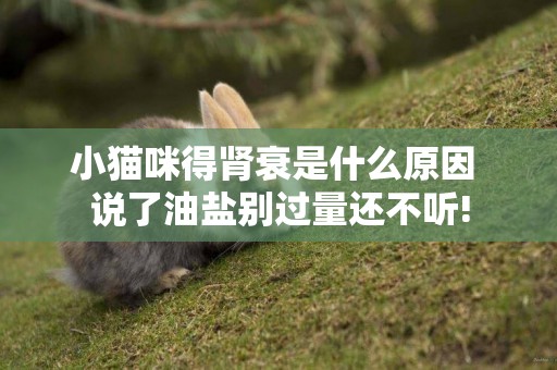小貓咪得腎衰是什么原因 說了油鹽別過量還不聽!