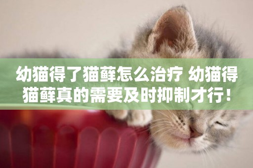 幼貓得了貓蘚怎么治療 幼貓得貓蘚真的需要及時抑制才行！