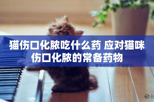 貓傷口化膿吃什么藥 應對貓咪傷口化膿的常備藥物