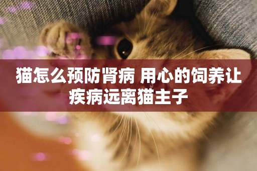 貓怎么預防腎病 用心的飼養讓疾病遠離貓主子