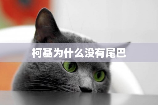 柯基為什么沒有尾巴
