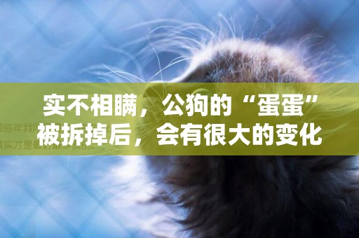 實不相瞞，公狗的“蛋蛋”被拆掉后，會有很大的變化 