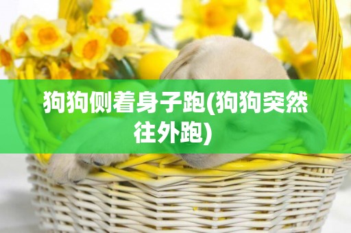 狗狗側著身子跑(狗狗突然往外跑) 