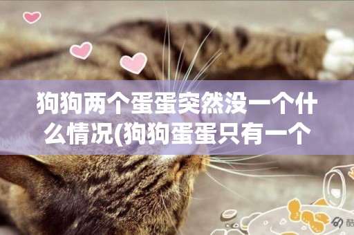 狗狗兩個蛋蛋突然沒一個什么情況(狗狗蛋蛋只有一個) 