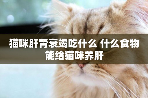 貓咪肝腎衰竭吃什么 什么食物能給貓咪養肝
