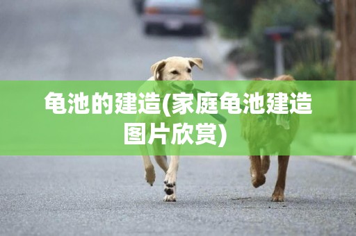 龜池的建造(家庭龜池建造圖片欣賞) 