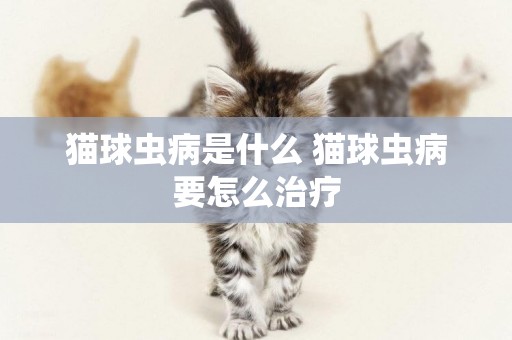 貓球蟲病是什么 貓球蟲病要怎么治療