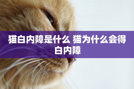 貓白內障是什么 貓為什么會得白內障