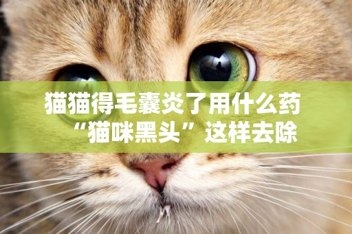 貓貓得毛囊炎了用什么藥 “貓咪黑頭”這樣去除