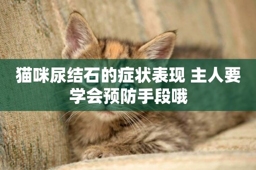 貓咪尿結石的癥狀表現 主人要學會預防手段哦