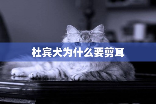 杜賓犬為什么要剪耳