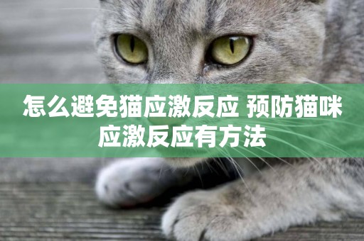 怎么避免貓應激反應 預防貓咪應激反應有方法