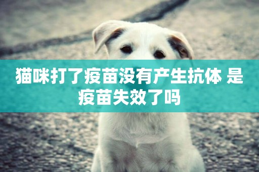 貓咪打了疫苗沒有產生抗體 是疫苗失效了嗎
